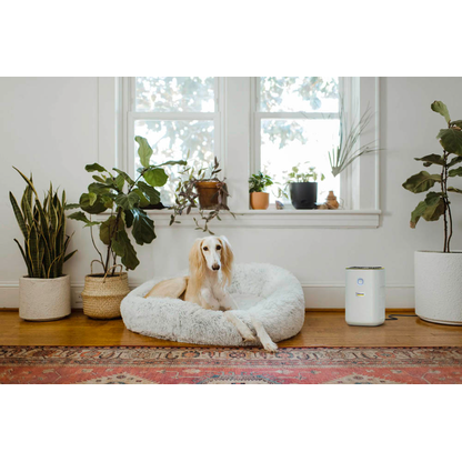 Artikelbild 5 für KÄRCHER AF 20 Luftreiniger weiß 24 W, Artikelnummer 343578