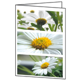 Artikelbild 1 für SIGEL Grußkarten Romance DC171 DIN A6, 25 St., Artikelnummer 571729