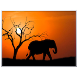 Artikelbild 1 für PAPERFLOW Wandbild Elefant, Aluminium, Kunstglas, Artikelnummer 429220