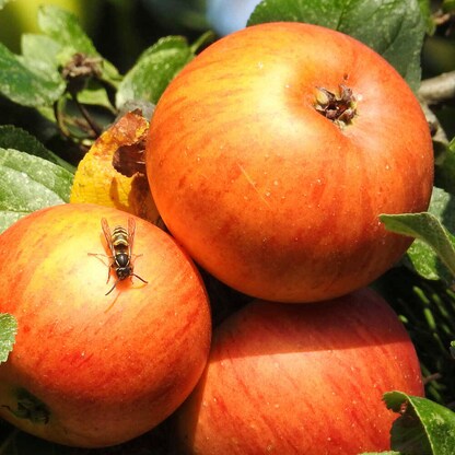 Artikelbild 5 für GARDIGO Wespenfalle gelb, 2 St., Artikelnummer 796959
