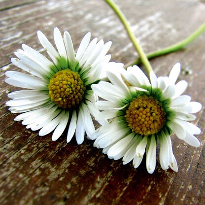 Artikelbild 3 für SIGEL Gutscheine Favorite DC402 DIN lang, 10 St., Artikelnummer 449355