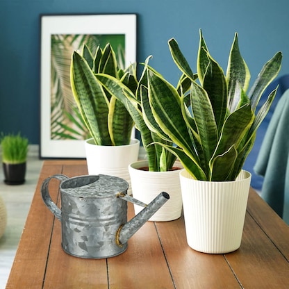 Artikelbild 6 für relaxdays Gießkanne rosa 1,3 l, Artikelnummer 440212