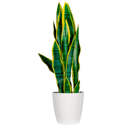 Kunstpflanzen - Top Angebote | office discount