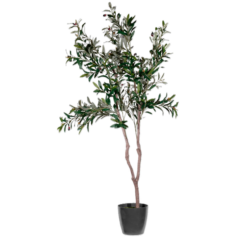 rhododendron yakushimanum yakushimanum x Edna McCarty main image 1