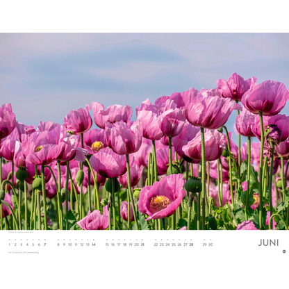 Artikelbild 7 für Heye Monats-Wandkalender Blütenmeer 2026, 1 St., Artikelnummer 551159