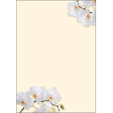 Artikelbild 1 für SIGEL Motivpapier White Orchid Motiv DIN A4 90 g/qm 50 Blatt, Artikelnummer 449181