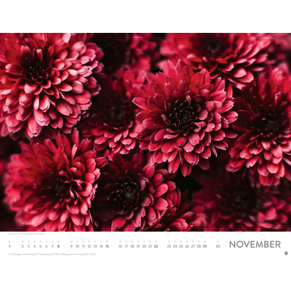 Artikelbild 12 für Heye Monats-Wandkalender Blütenmeer 2026, 1 St., Artikelnummer 551159