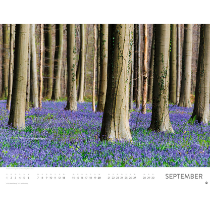 Artikelbild 10 für Heye Monats-Wandkalender Blütenmeer 2026, 1 St., Artikelnummer 551159