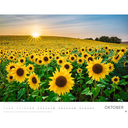 Artikelbild 11 für Heye Monats-Wandkalender Blütenmeer 2026, 1 St., Artikelnummer 551159