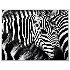 3660141890839 - Wandbild Zebra 1CCF60X803506C