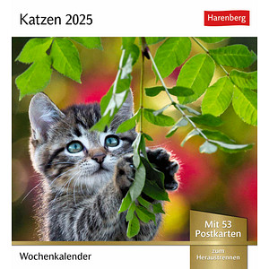 9783840033490 - Bildkalender 2108400 Katzen 1 Woche   1 Seite 16x175cm 2025 9783840033490 Harenberg